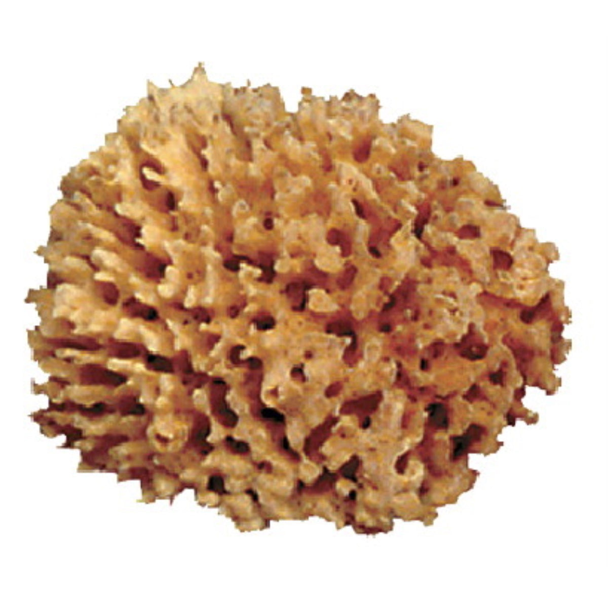 Royal Brush Durable Soft Natural Florida Sea Wool Pottery Sponge, 4 - 5 In Dia