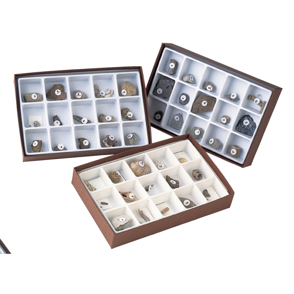 Geoscience Life Of The Past Fossil Set, Mesozoic, Set Of 15