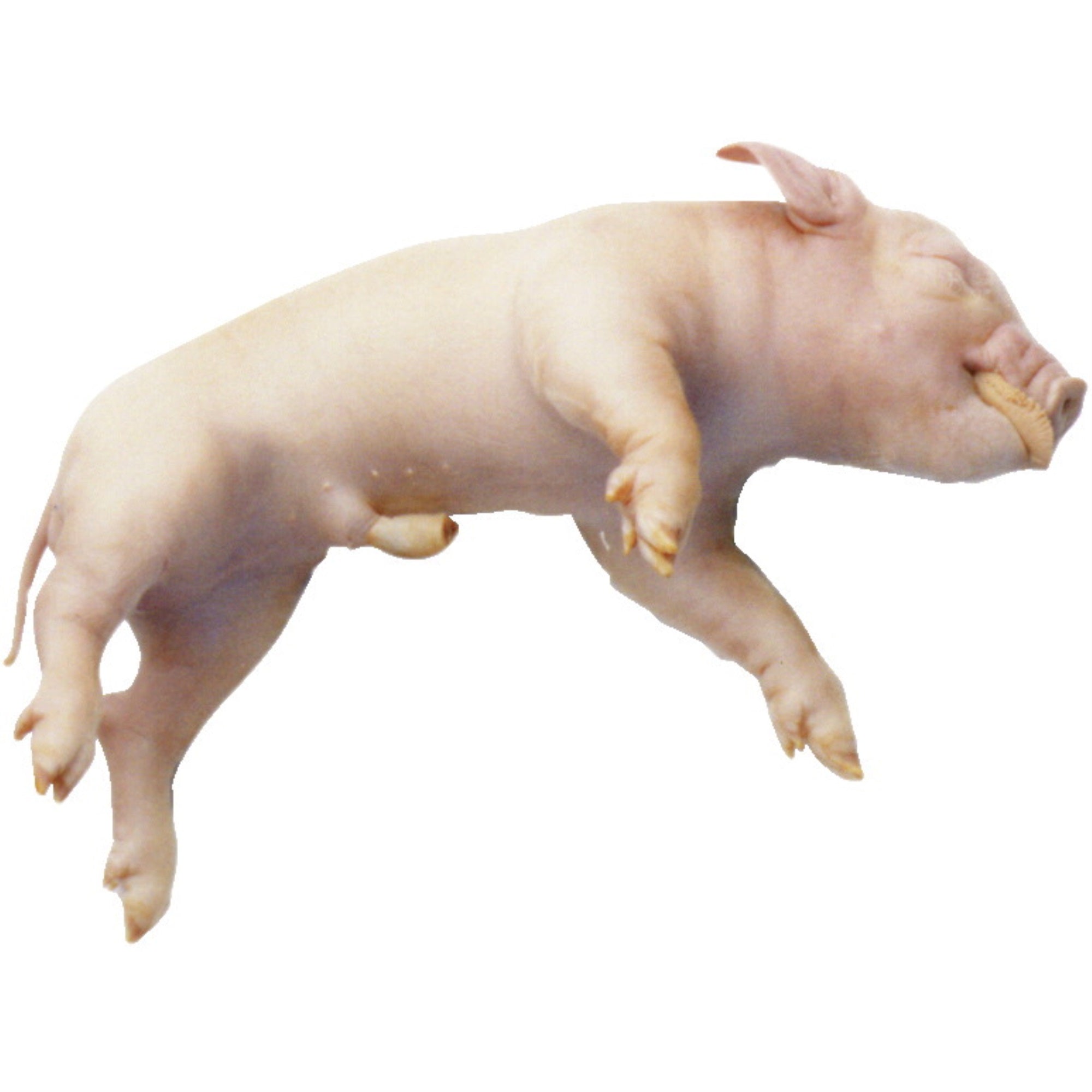 Frey Choice Preserved Fetal Pigs - Single Injected - 13+ inches - Pack of 10