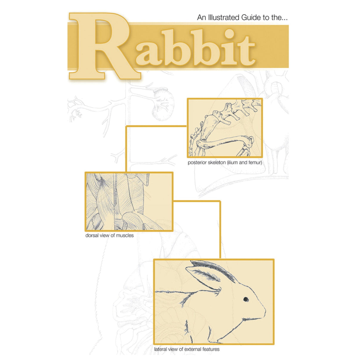 Frey Scientific Mini-Guide To Rabbit Dissection, Paperback, 25 Pages