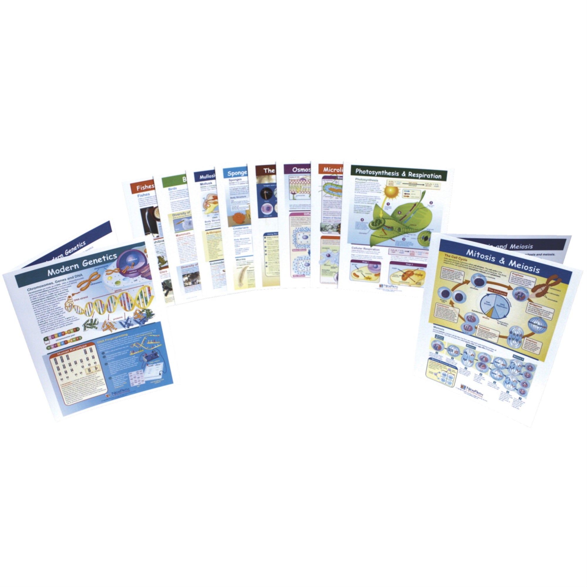 Newpath Science Visual Learning Guides, Grade 1