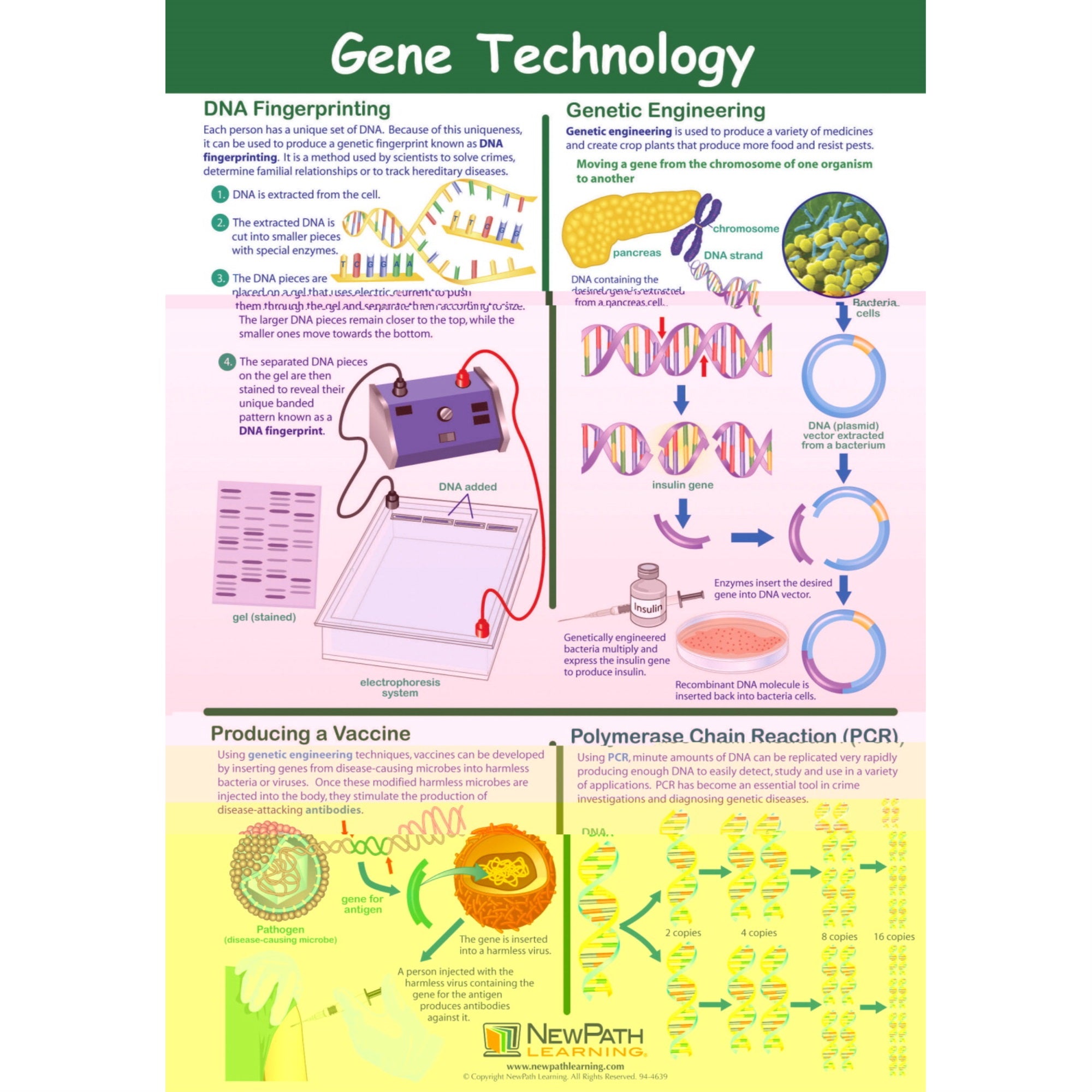 Newpath Learning Gene Technology Laminated Learning Poster, 23 X 35 In