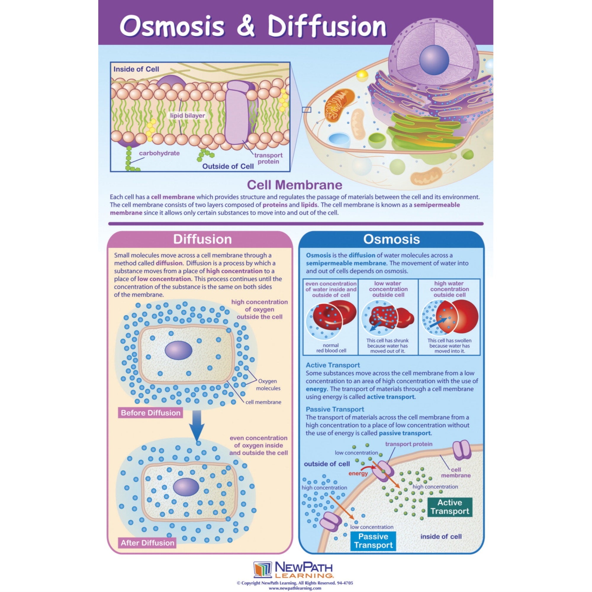 Newpath Learning Osmosis And Diffusion Laminated Learning Poster, 23 X 35 In