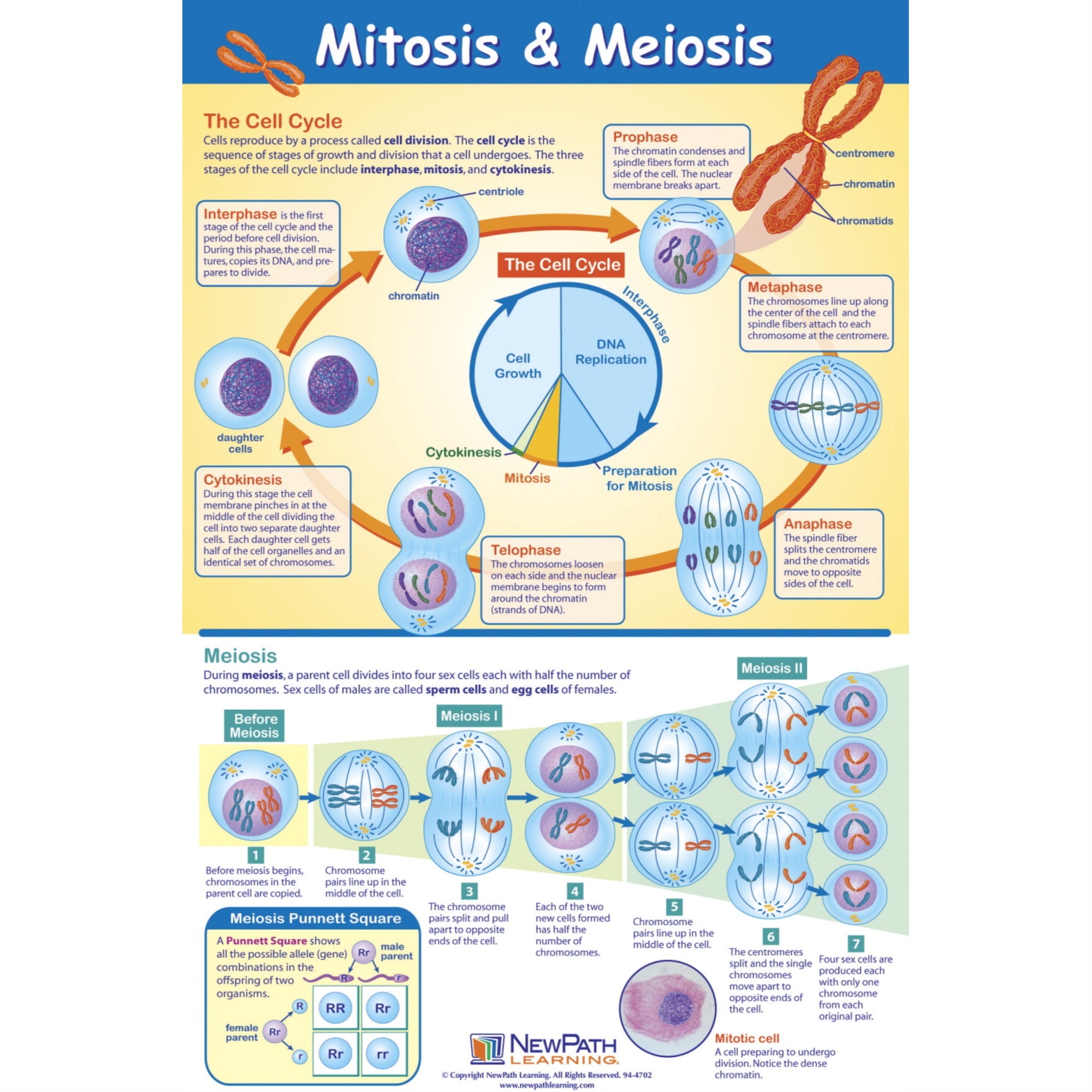 Newpath Learning Mitosis And Meiosis Laminated Learning Poster, 23 X 35 In