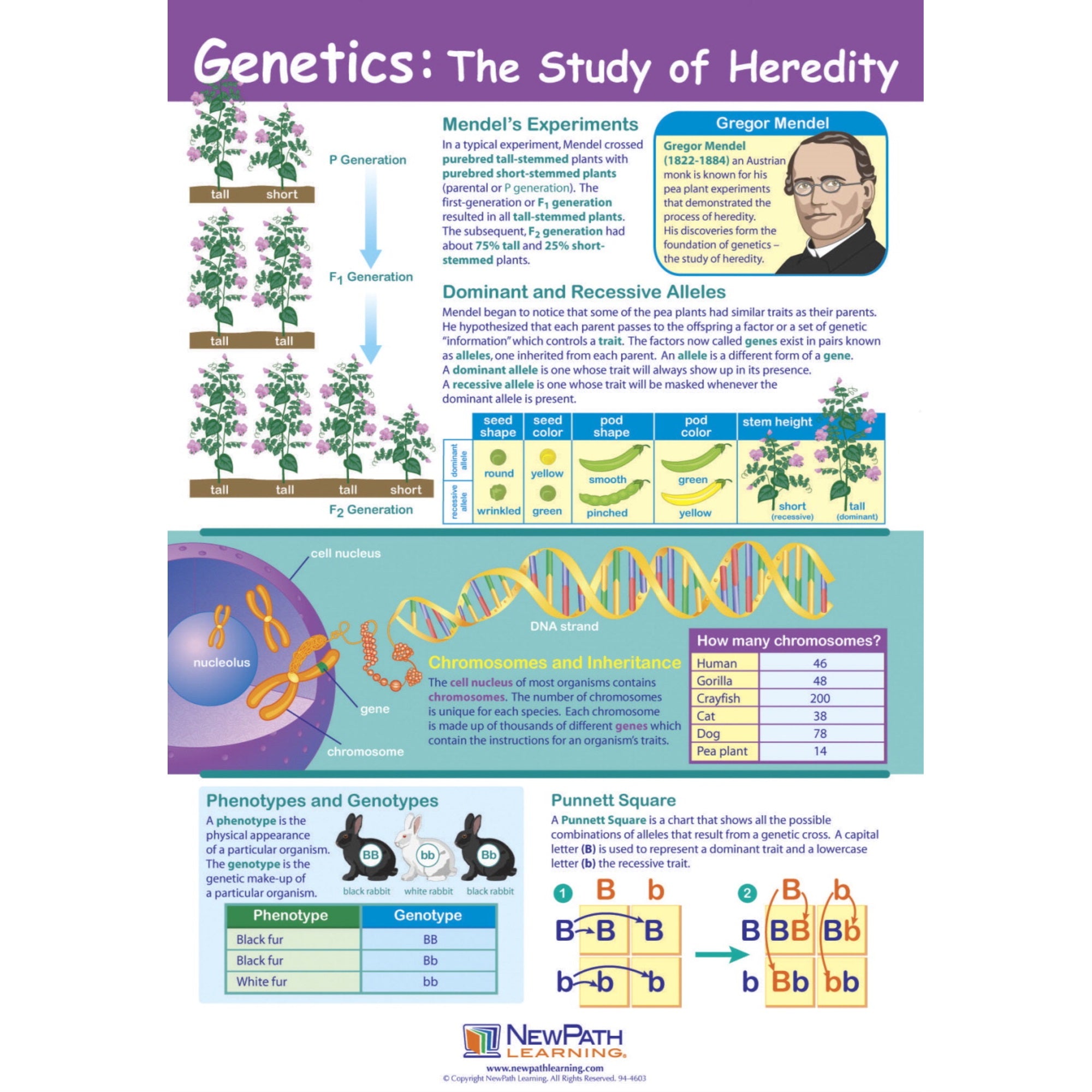 Newpath Learning Genetics: The Study Of Heredity Laminated Learning Poster, 23 X 35 In