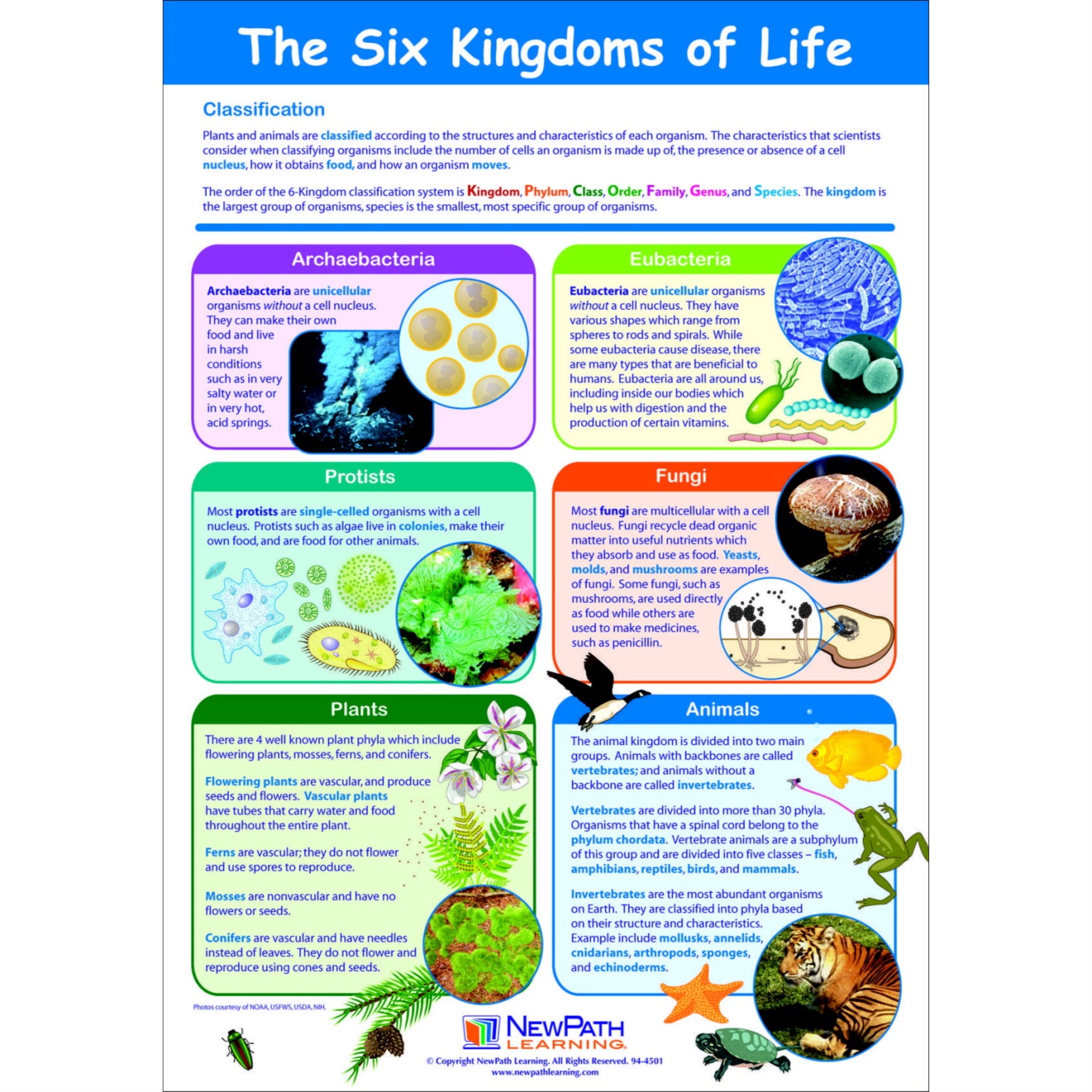Newpath Learning Six Kingdoms Of Life Laminated Learning Poster, 23 X 35 In