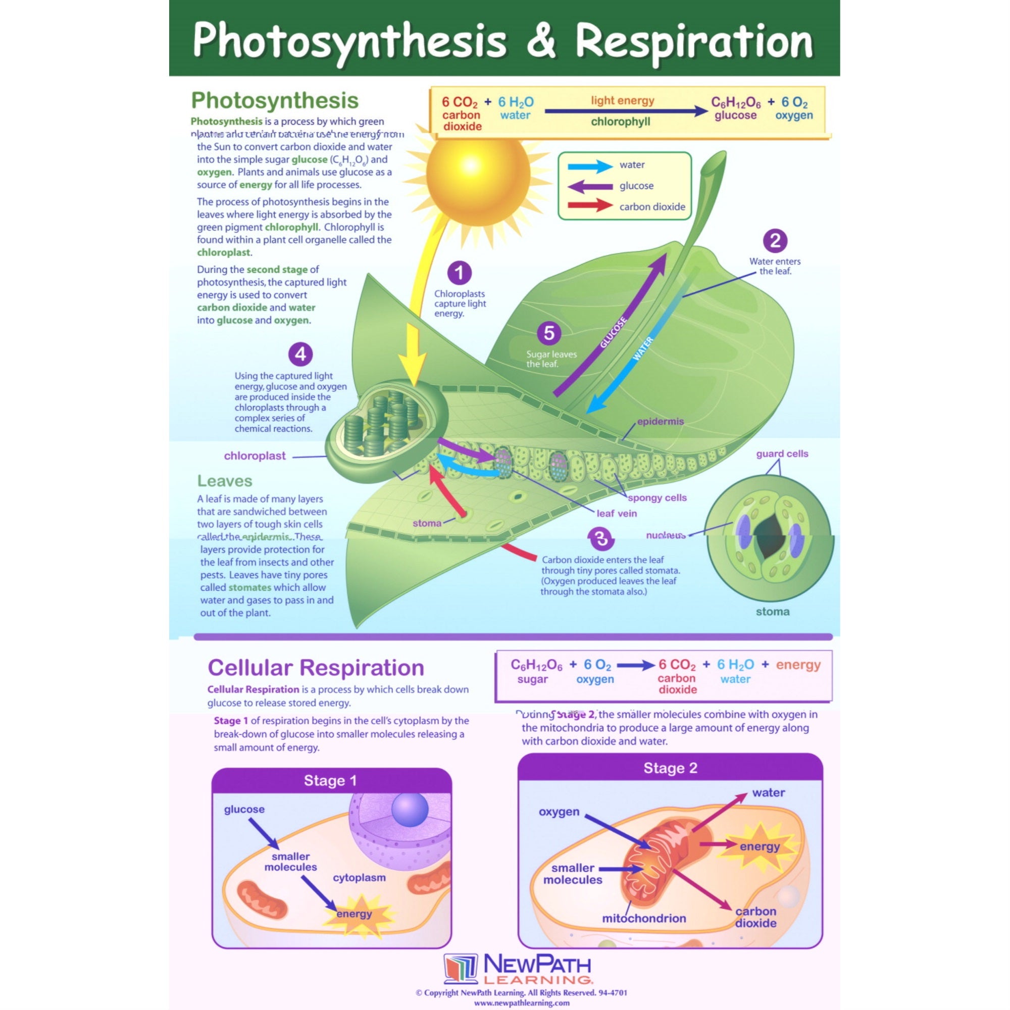Newpath Learning Photosynthesis And Respiration Poster