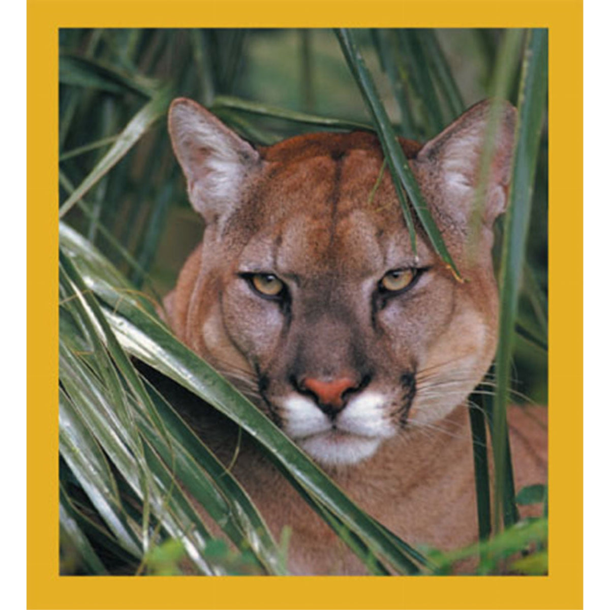 Florida Panther - Magnetic Bookmark