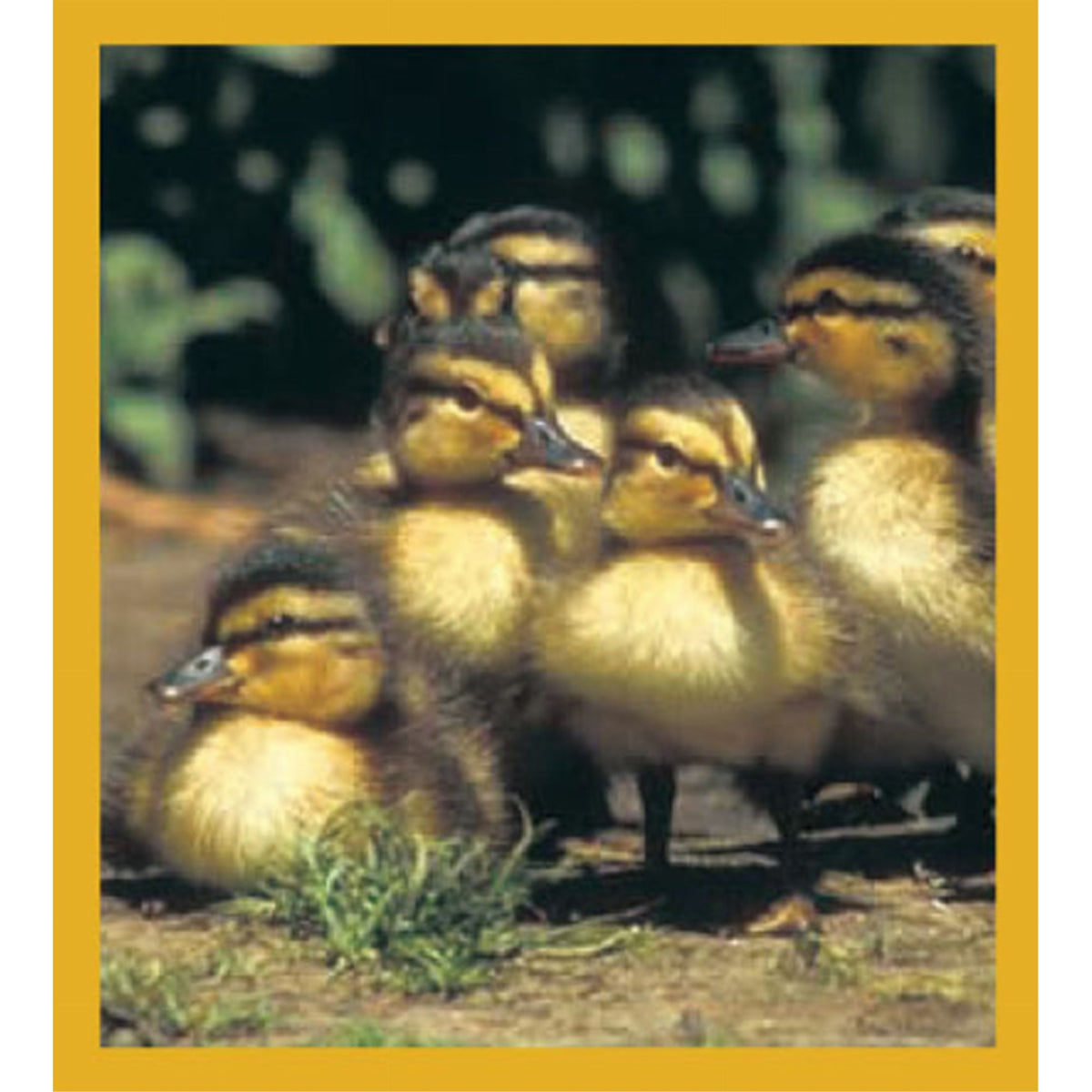Ducklings - Magnetic Bookmark