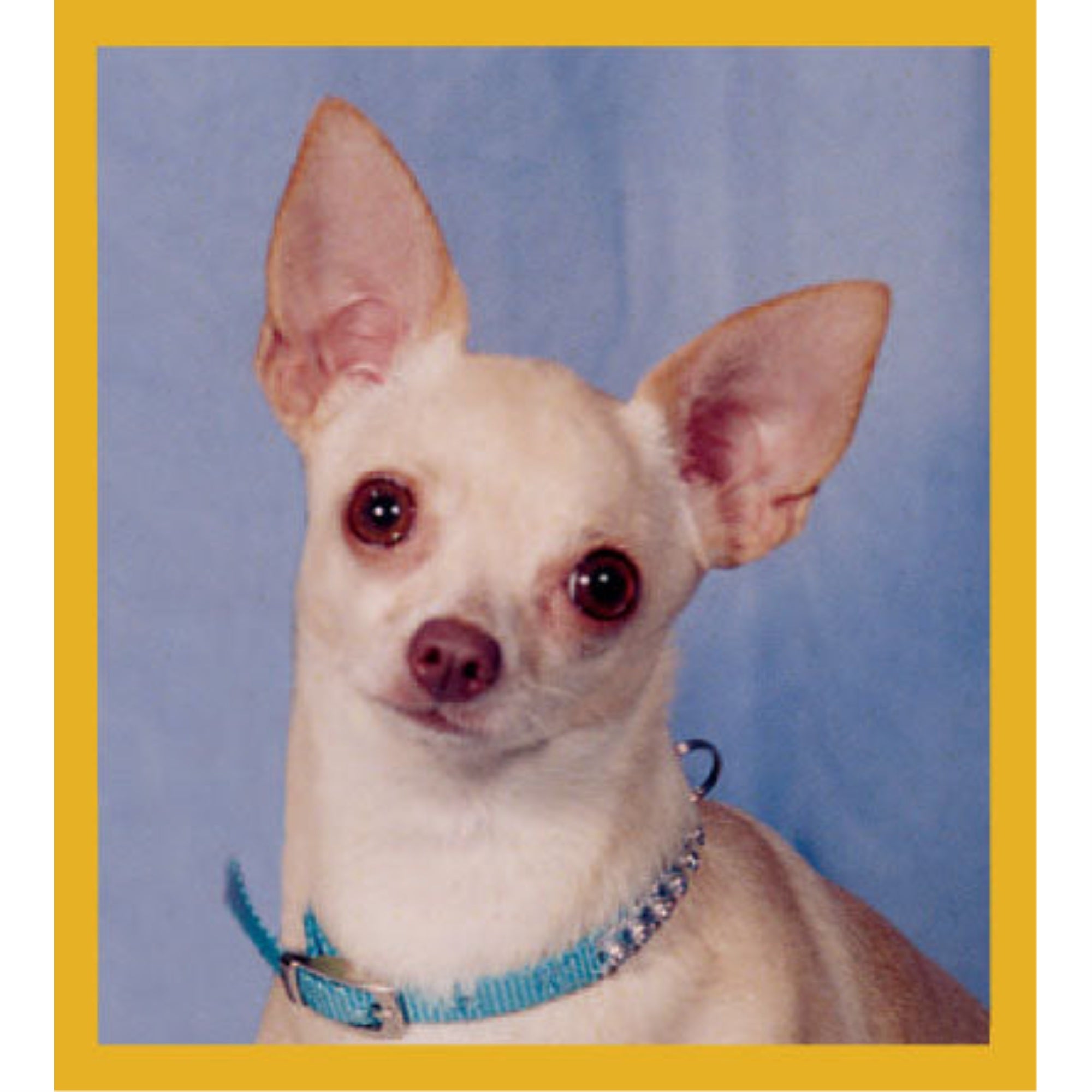 Chihuahua- Peppita - Magnetic Bookmark