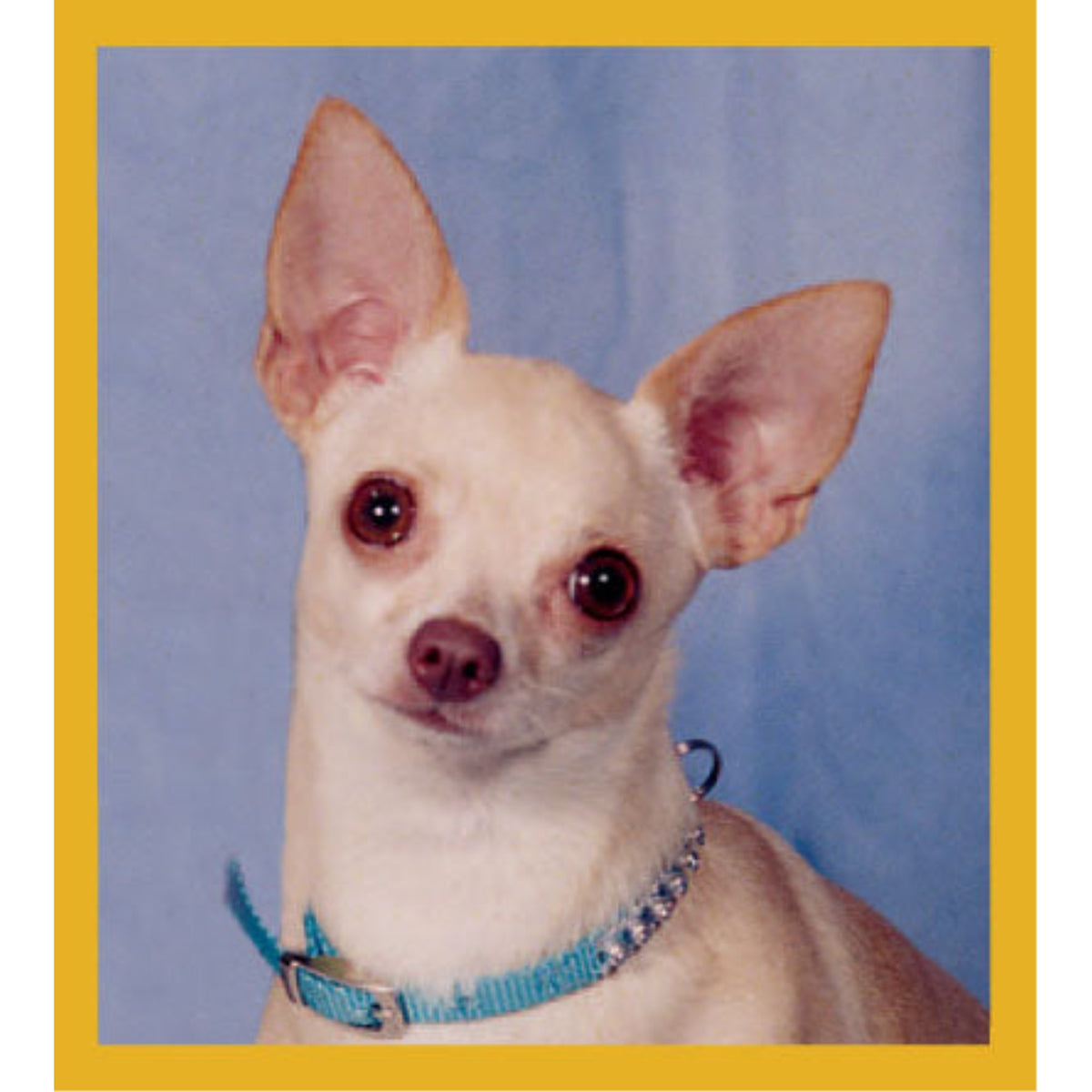 Chihuahua- Peppita - Magnetic Bookmark