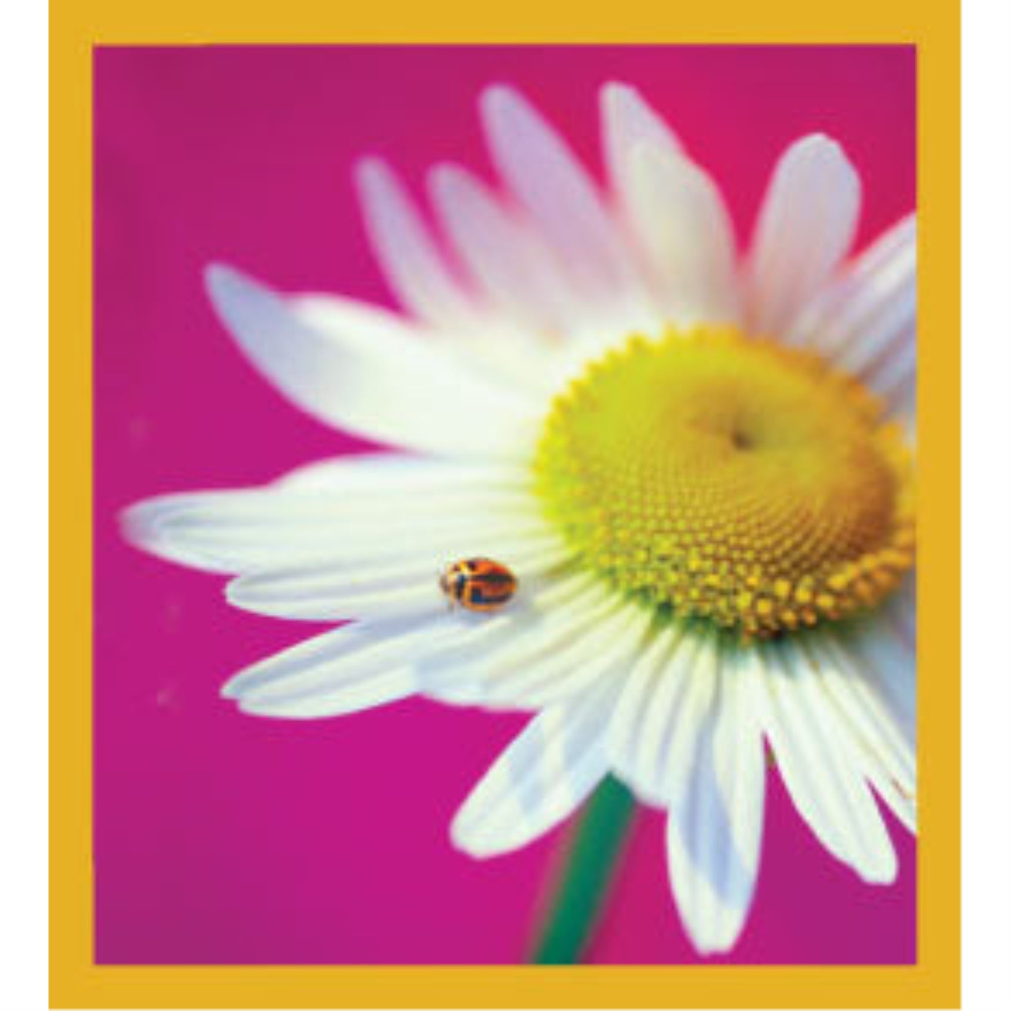 Lady'S Parasole - Magnetic Bookmark