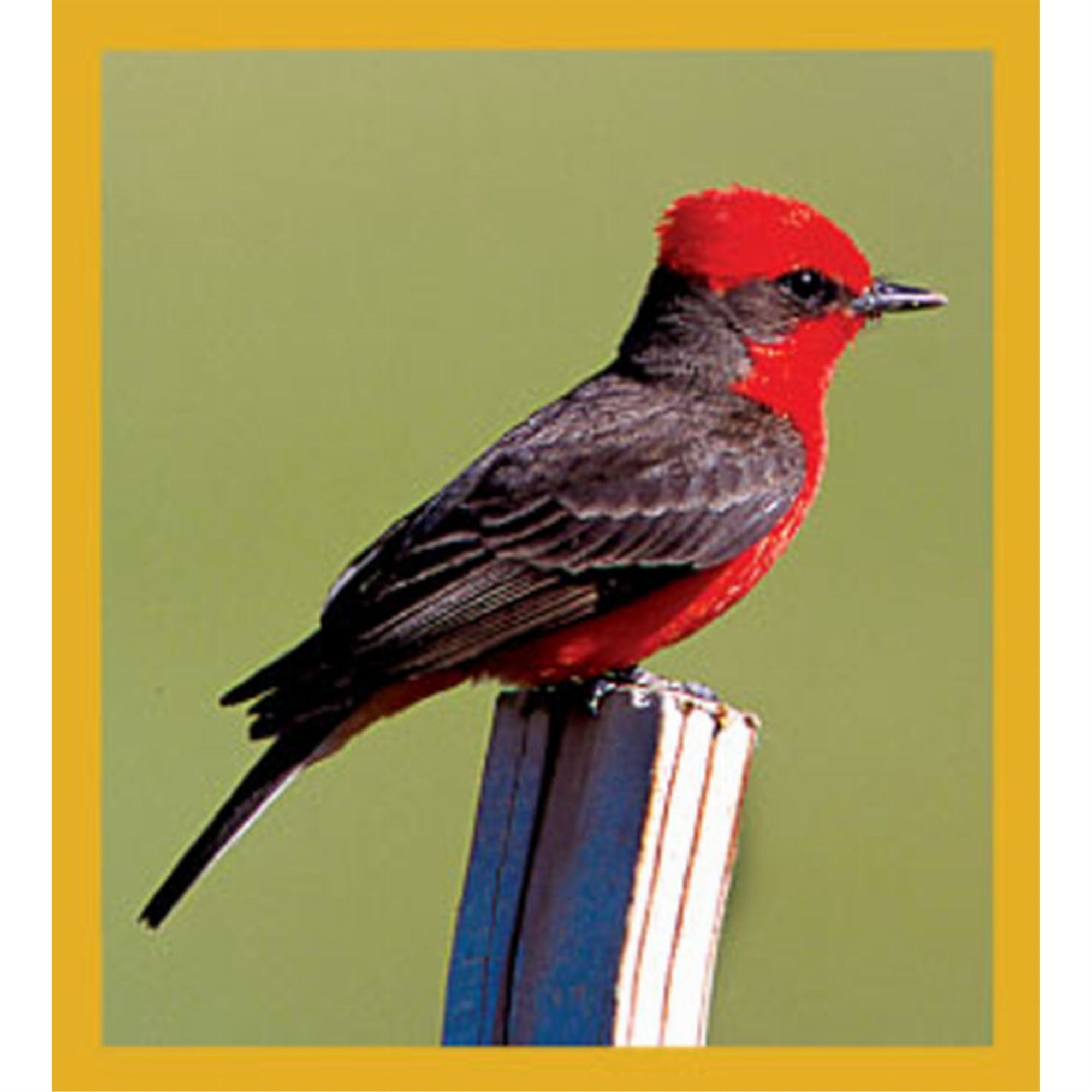 Vermillion Flycatcher - Magnetic Bookmark