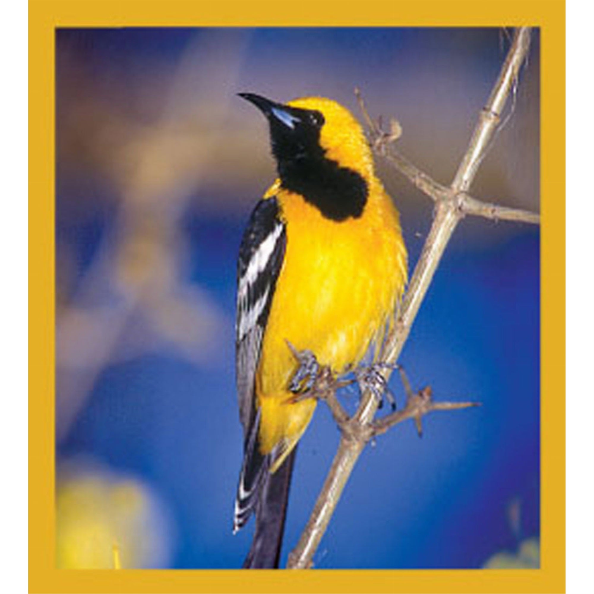 Hooded Oriole - Magnetic Bookmark