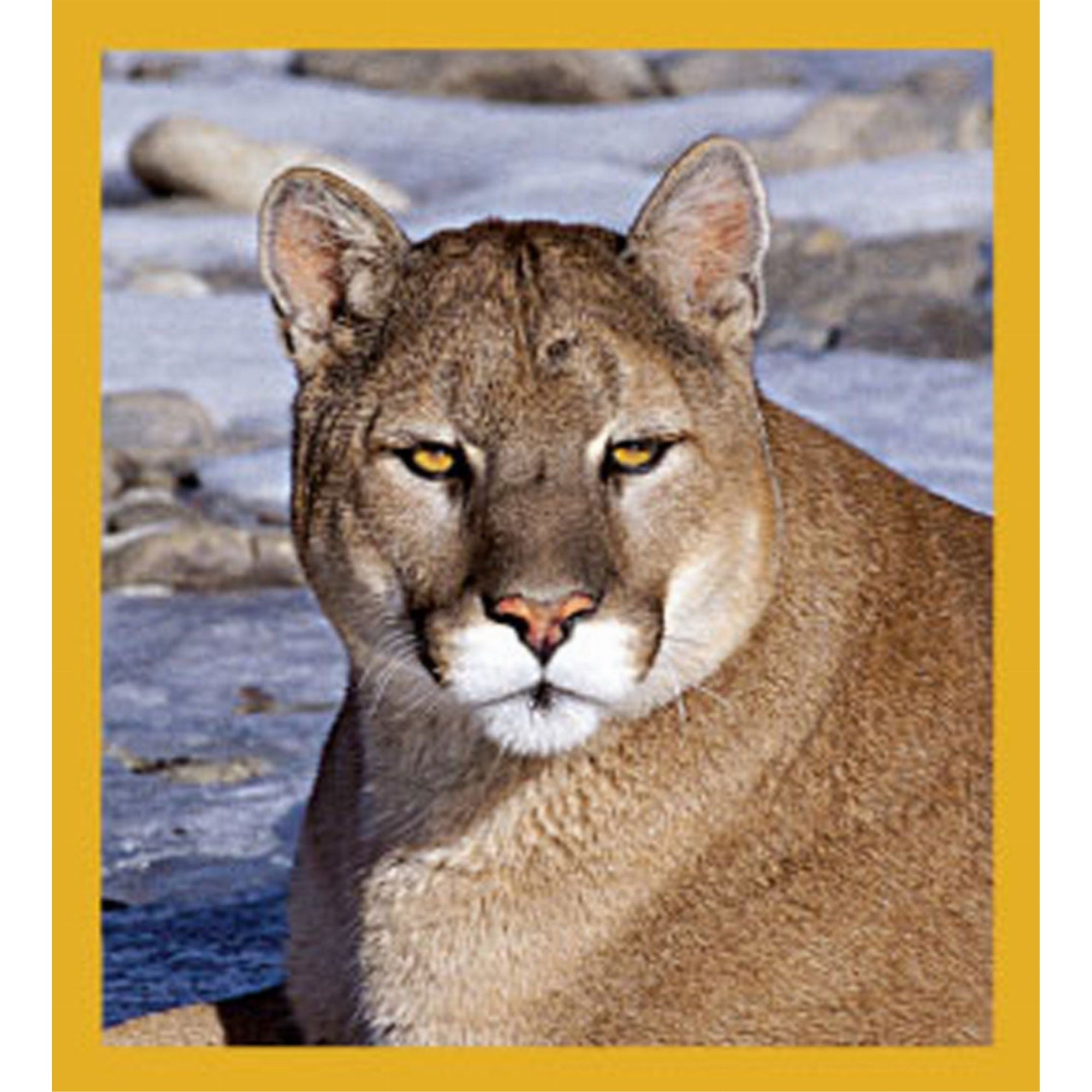 Mountain Lion - Magnetic Bookmark