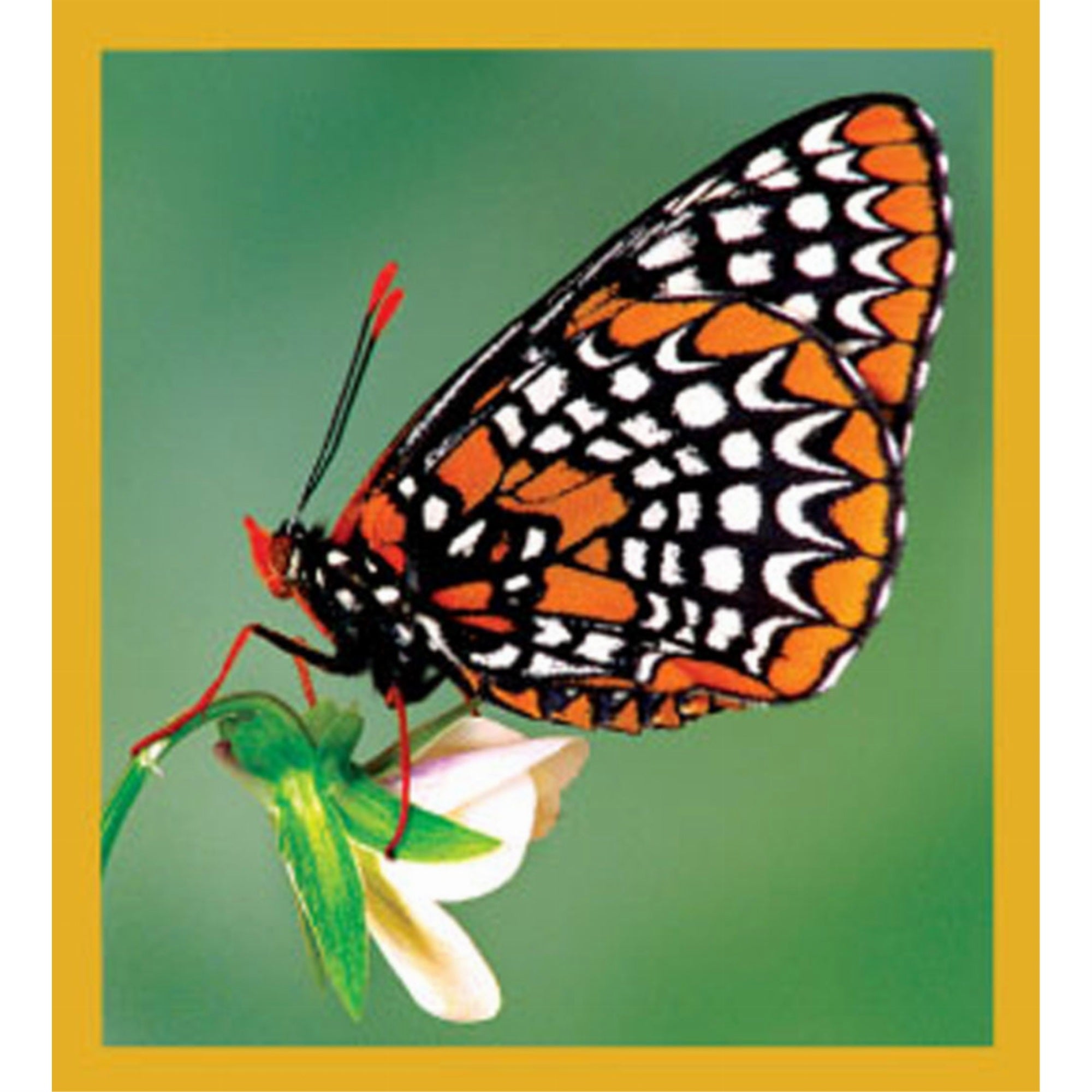 Baltimore Checkerspot - Magnetic Bookmark