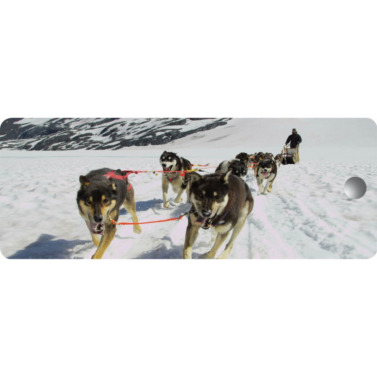 Dog Sled - Motion Bookmark