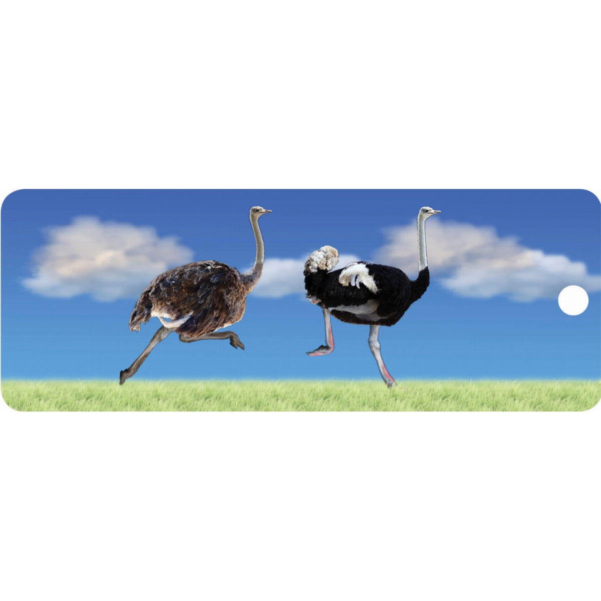 Ostriches - Motion Bookmark