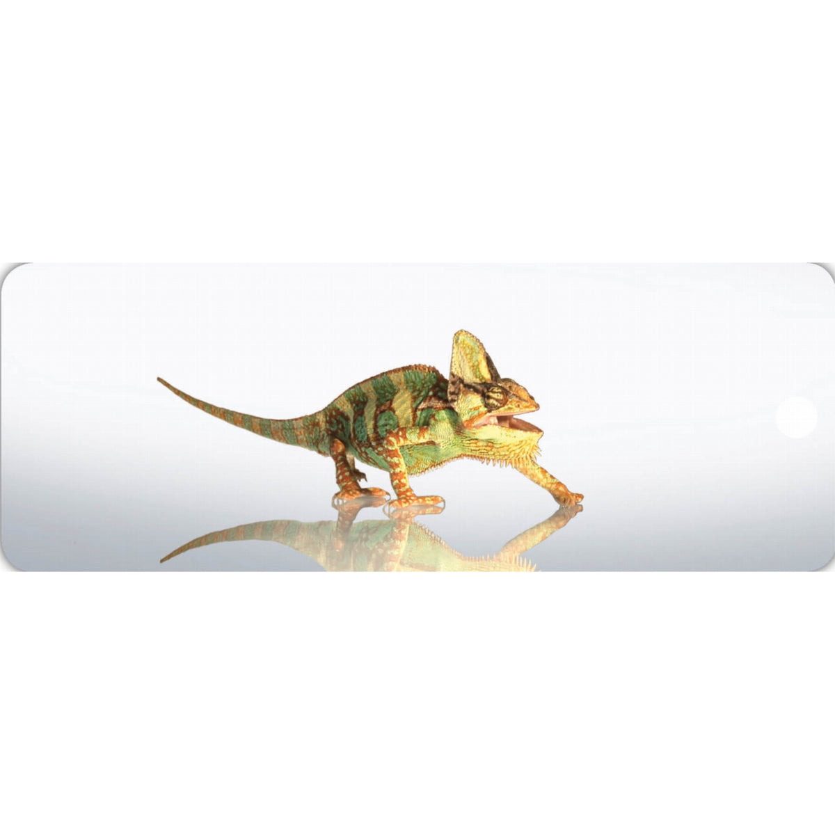 Chameleon - Motion Bookmark