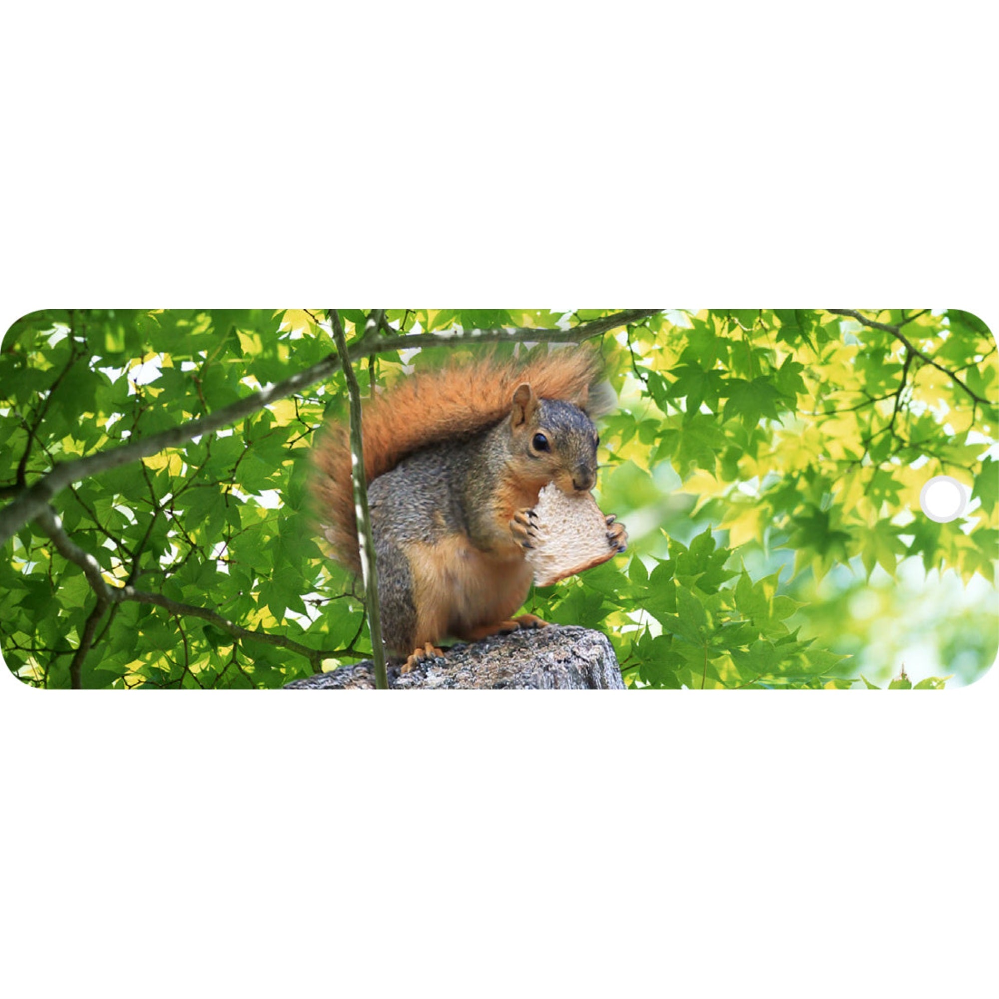 Squirrel - Motion Bookmark