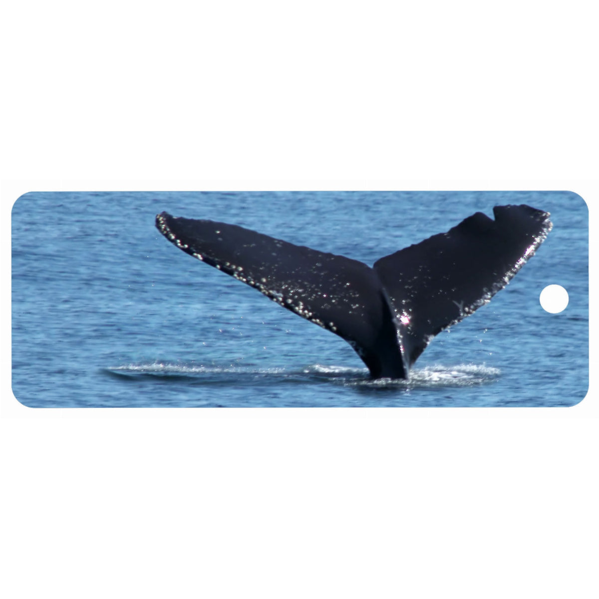 Humpback - Motion Bookmark