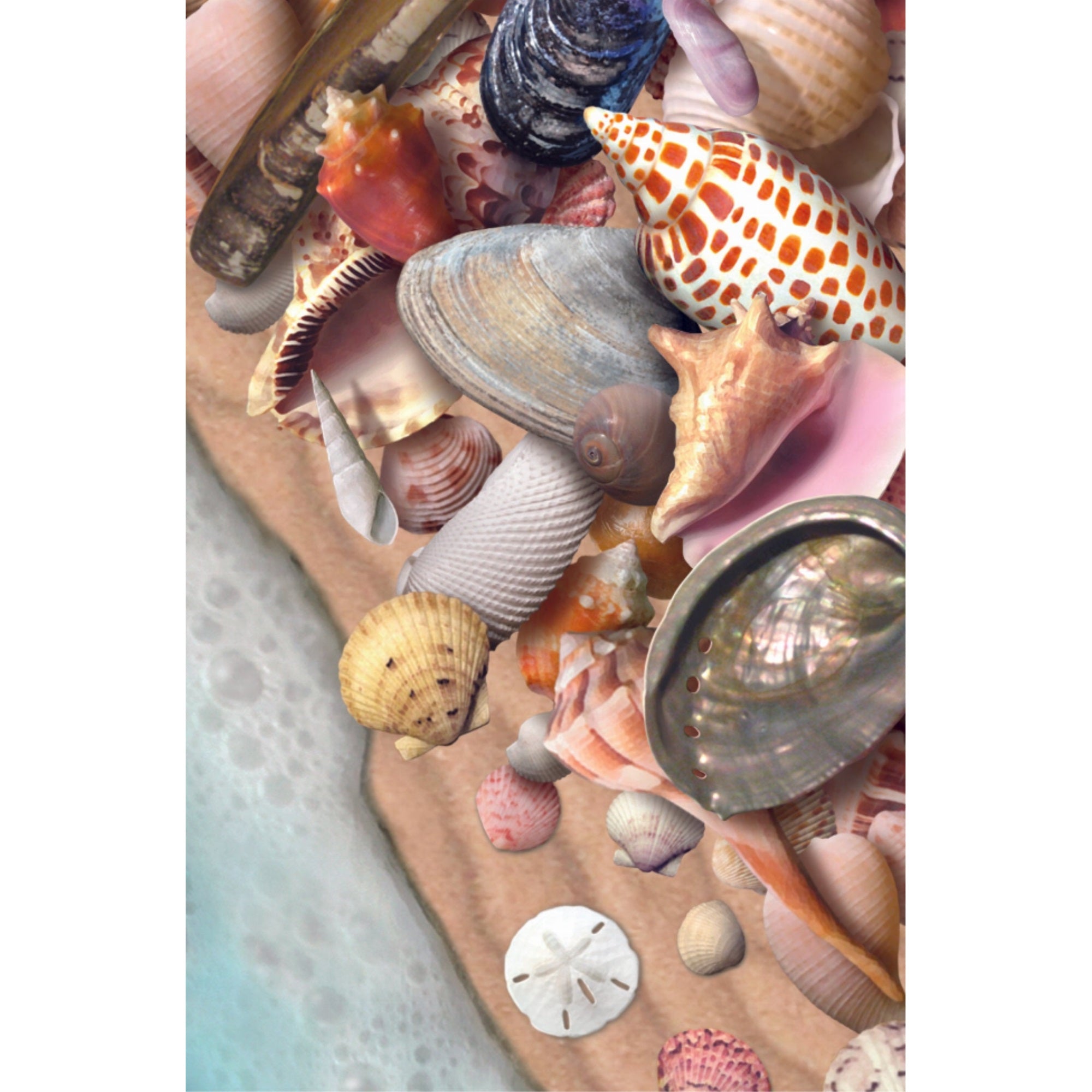 She Sells Sea Shells - Motion Postcard