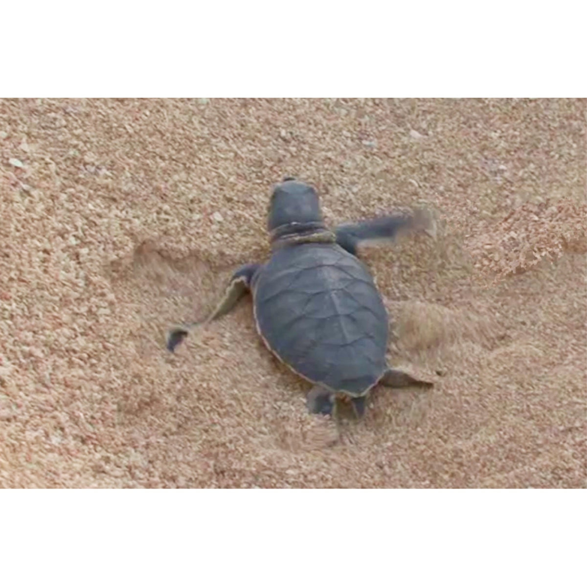 Hatchling - Motion Postcard