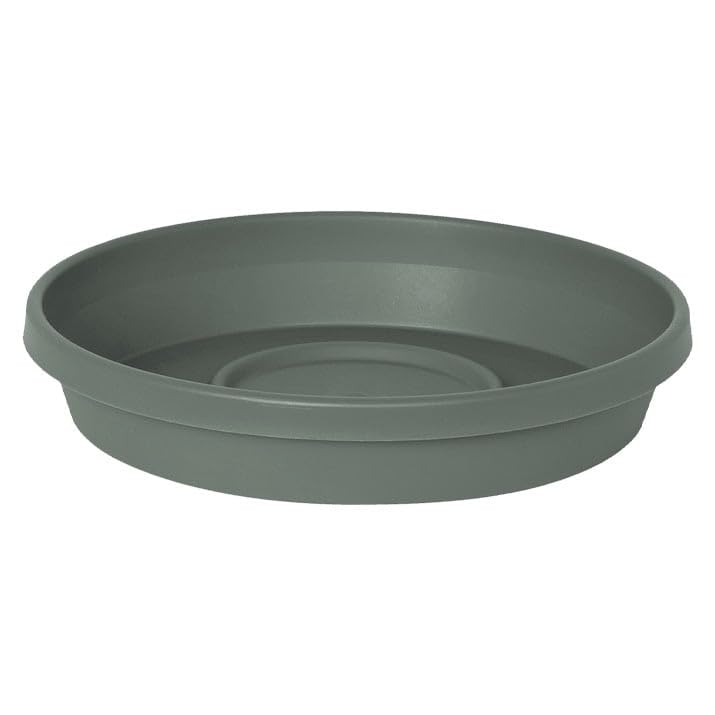 PLNT SCR TERA RND BSL 6(Pack of 1)