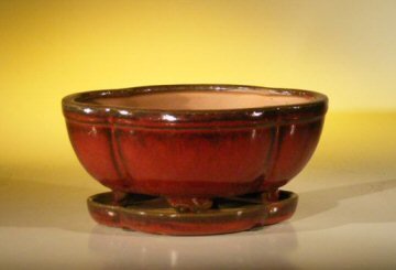 Parisian Red Ceramic Bonsai Pot - Oval<br>With Attached Humidity/Drip tray<br><i>8.5 x 6.5 x 3.5</i>