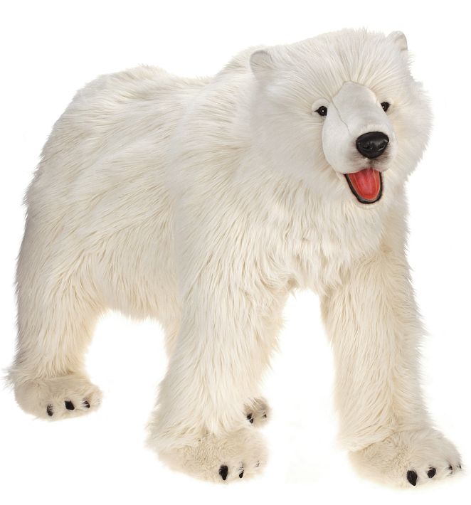 Polar Bear,Lfsz4'S 53''L