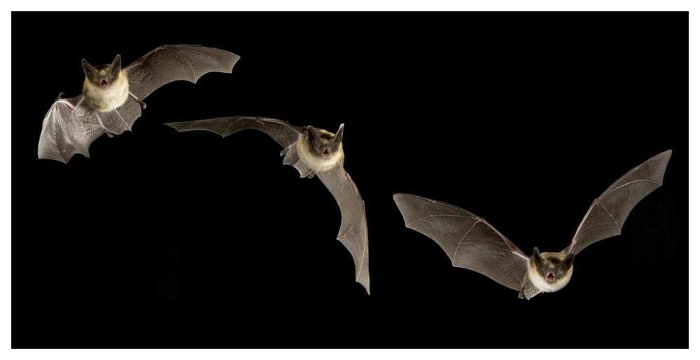 Western Long-eared Myotis trio flying showing acrobatic maneuvers, Deschutes National Forest, Oregon-Paper Art-62x32”