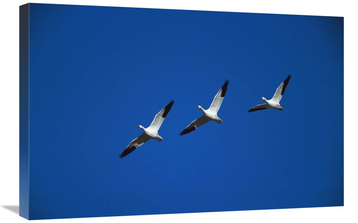 Snow Geese flying in formation, Bosque del Apache NWR, New Mexico-Canvas Art-30x20”
