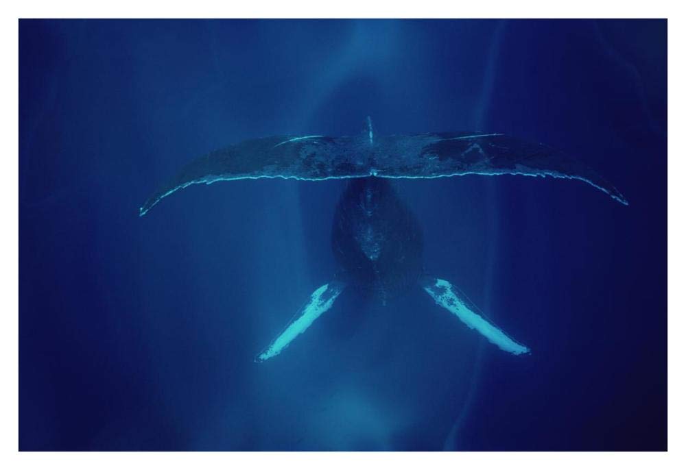 Humpback Whale singing, Maui-Paper Art-38x26”