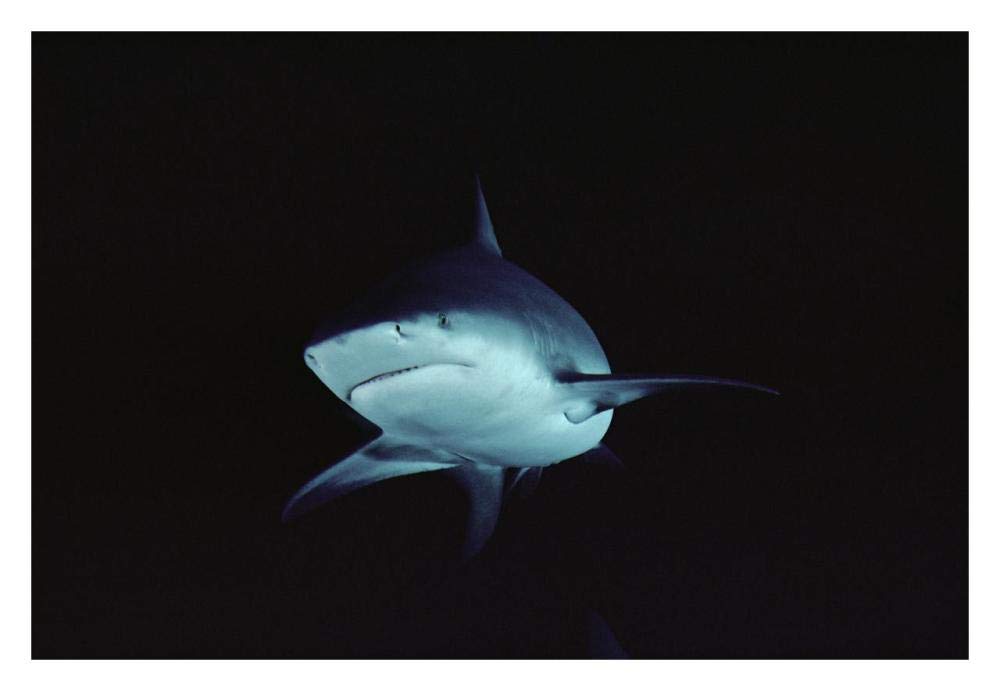 Bull Shark underwater portrait, North America-Paper Art-32x22”