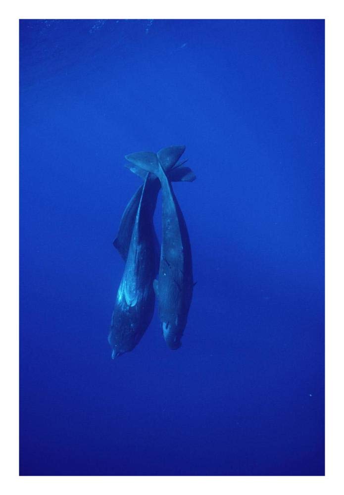 Sperm Whale trio diving, Sri Lanka-Paper Art-18x26”