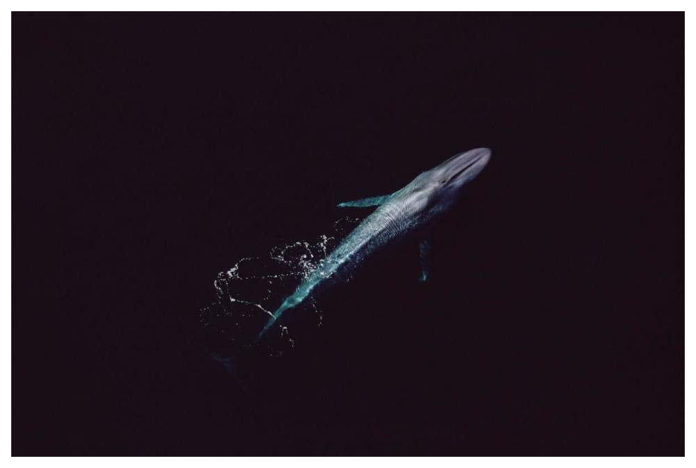 Blue Whale aerial view of an 80 foot individual, Sea of Cortez, Mexico-Paper Art-62x42”