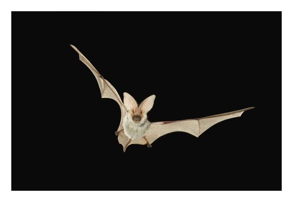 Spotted Bat flying at night near the edge of the Grand Canyon, Kaibab National Forest, Arizona-Paper Art-26x18”