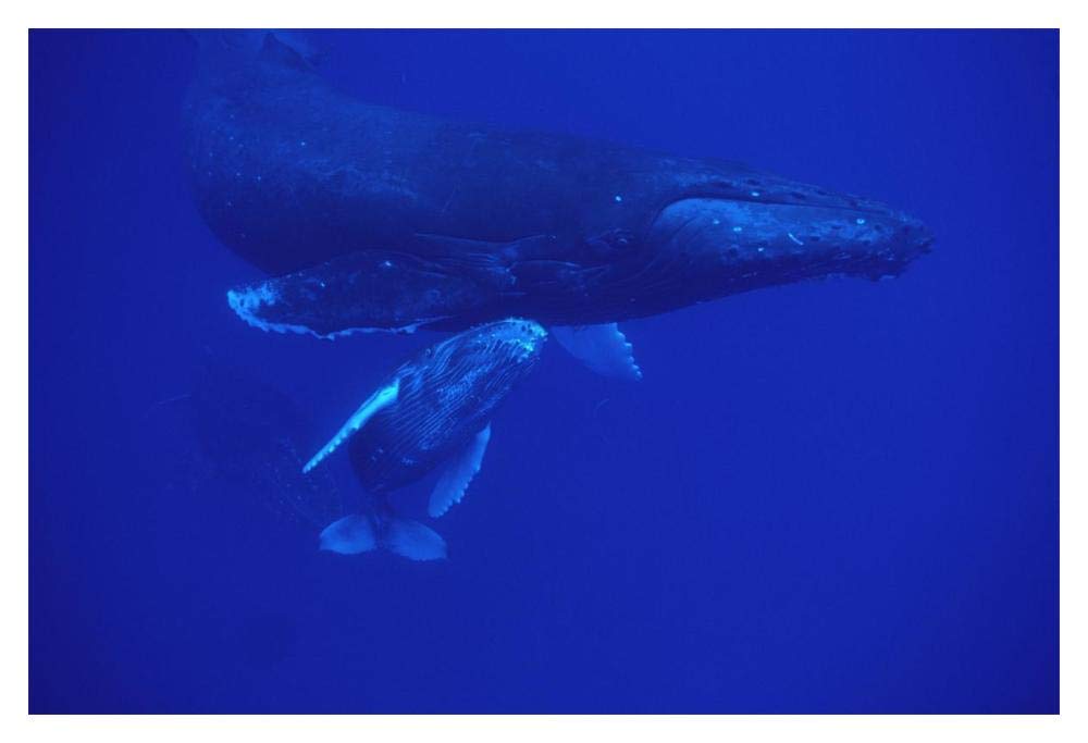 Humpback Whale friendly mother and calf followed by male escort, Maui, Hawaii-Paper Art-20x14”