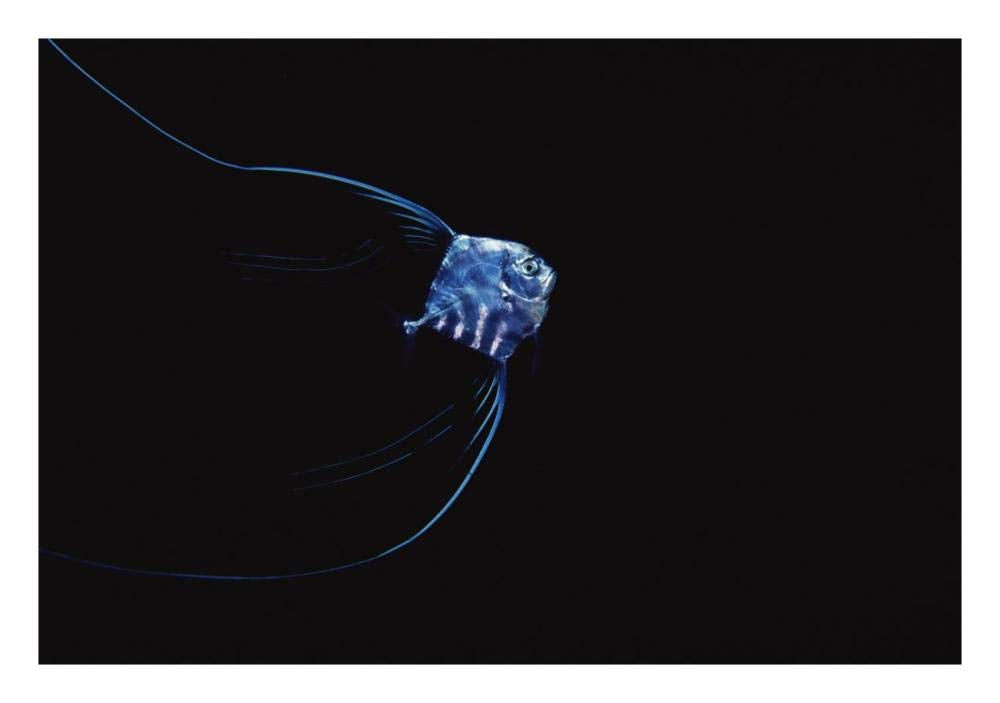 Pompano juvenile off of Manualita Island, Cocos Island, Costa Rica-Paper Art-26x18”