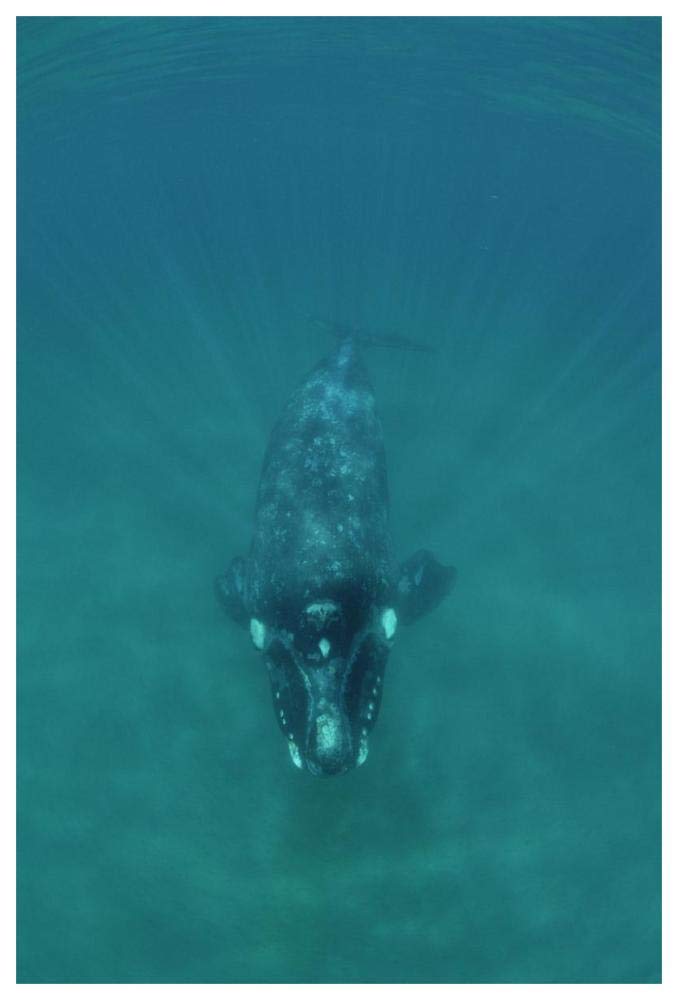 Southern Right Whale underwater, Peninsula Valdez, Argentina-Paper Art-42x62”
