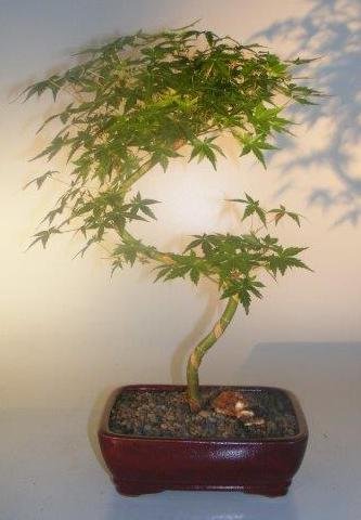 Japanese Green Maple Bonsai Tree <br>Curved S Shape Trunk<br><i>(acer palmatum)</i>