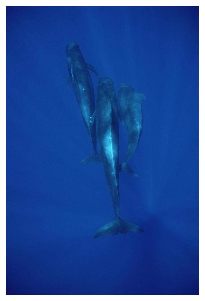 Short-finned Pilot Whale trio underwater, Hawaii-Paper Art-34x50”