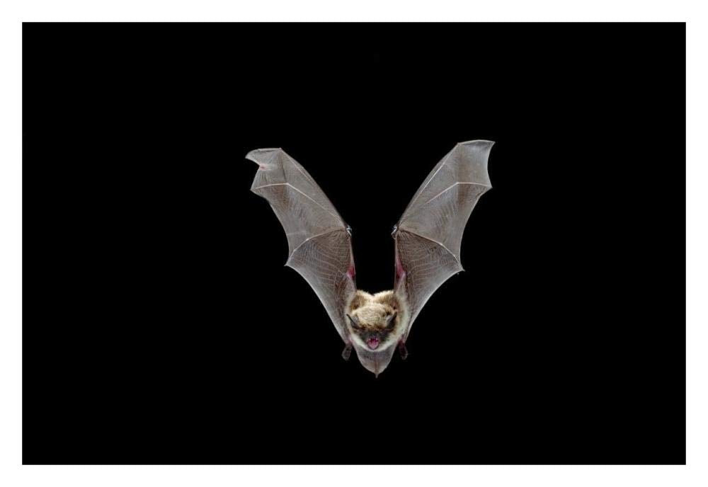 Yuma Myotis bat, female flying, Drake Creek, Lake County, Oregon-Paper Art-32x22”