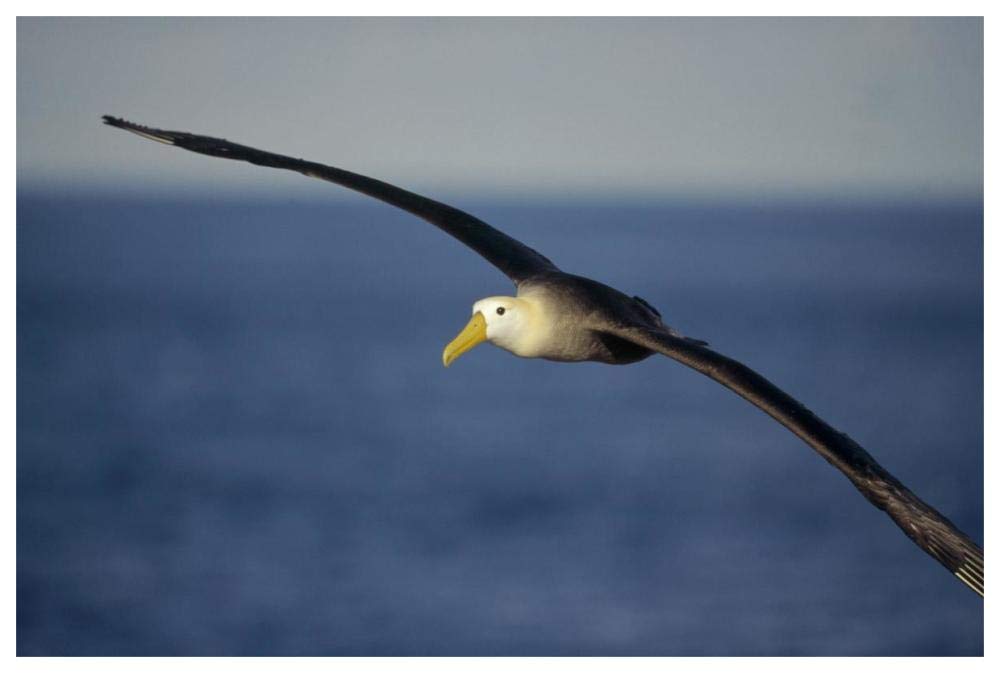 Waved Albatross flying, Galapagos Islands, Ecuador-Paper Art-62x42”