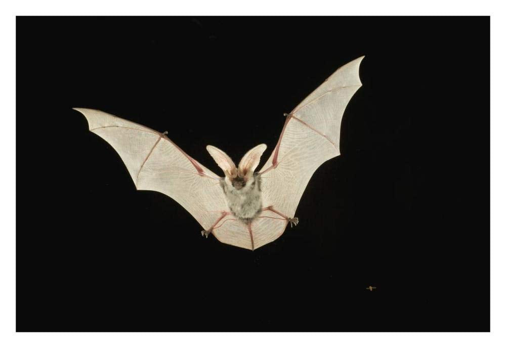 Spotted Bat flying at night near the edge of the Grand Canyon, Kaibab National Forest, Arizona-Paper Art-32x22”
