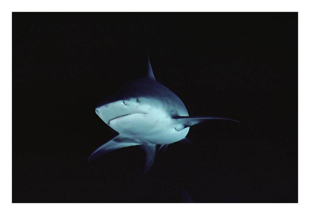Bull Shark underwater portrait, North America-Paper Art-26x18”