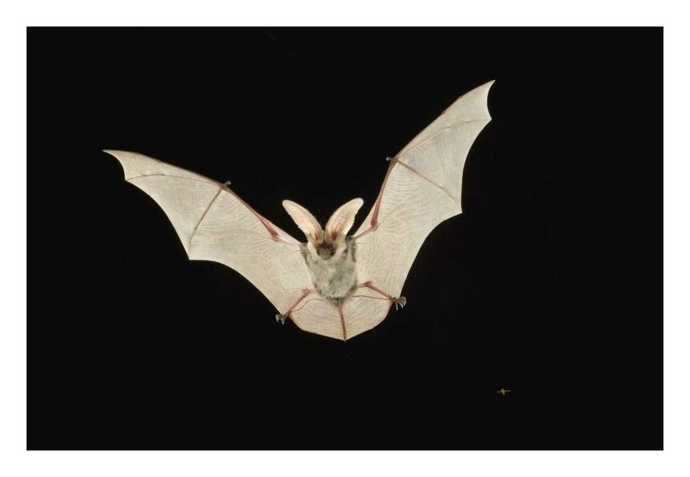 Spotted Bat flying at night near the edge of the Grand Canyon, Kaibab National Forest, Arizona-Paper Art-26x18”