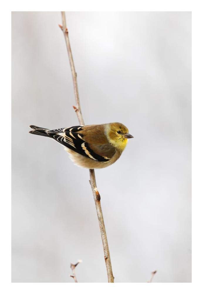 American Goldfinch, Canada-Paper Art-18x26”