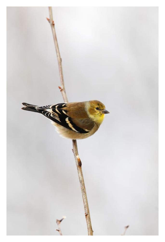 American Goldfinch, Canada-Paper Art-26x38”