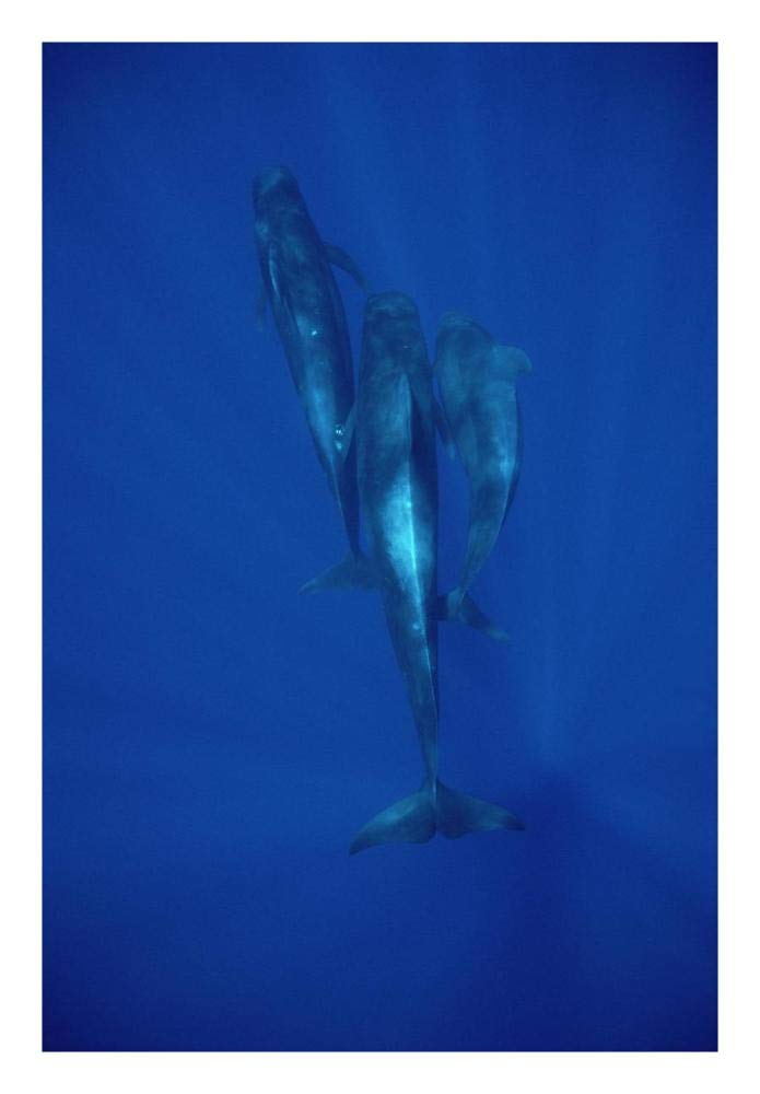 Short-finned Pilot Whale trio underwater, Hawaii-Paper Art-18x26”